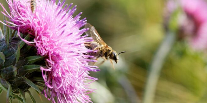 Mécénat biodiversité Région N-A